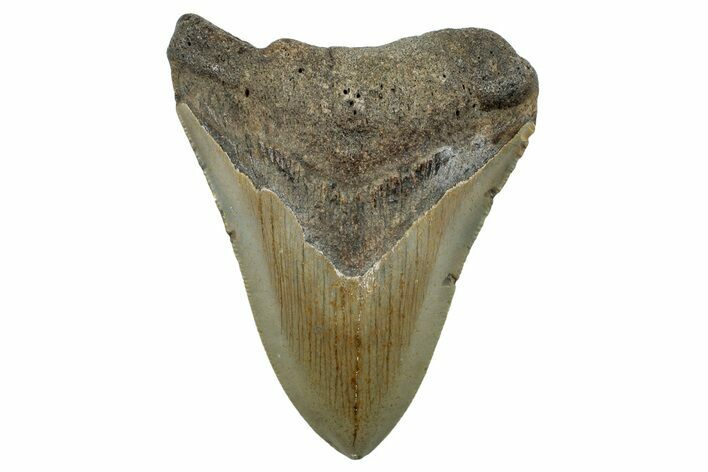 Serrated, Fossil Megalodon Tooth - North Carolina #255216